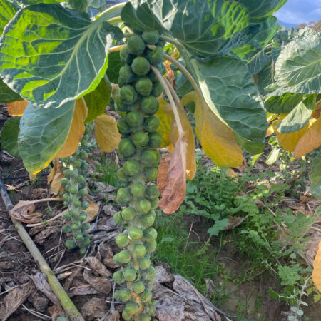 Brussels Sprouts - Nimbus