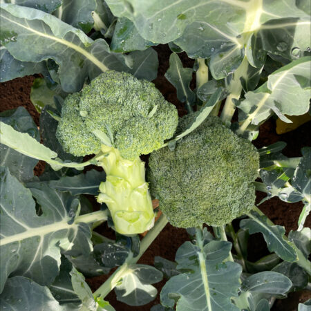 Broccoli - Monaco F1
