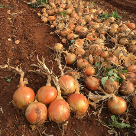Onion - Wrangler F1