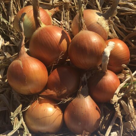 Onion - Luxor F1