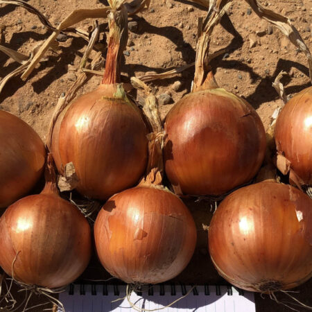 Onion - Outlaw