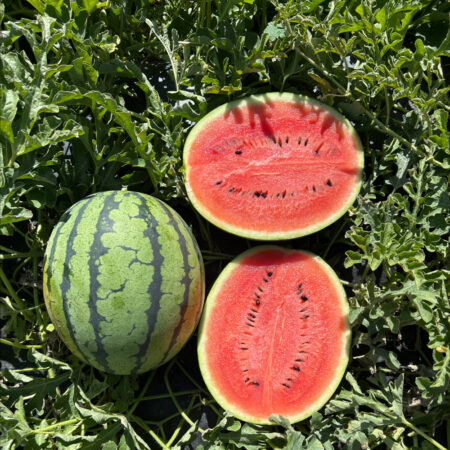 Watermelon - Spritz F1