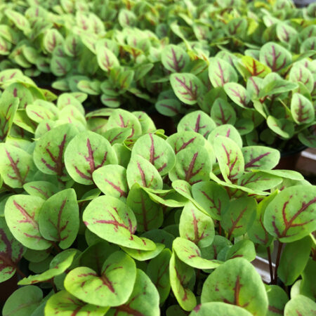 Sorrel – Micro-Vein