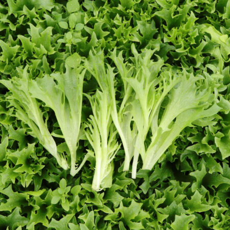 Baby Leaf Lettuce - Rockita