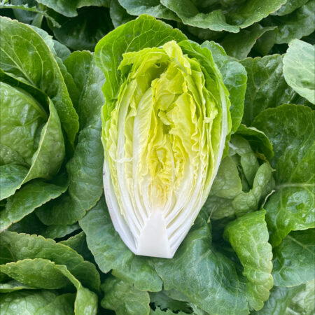 Cos Lettuce - Valerina