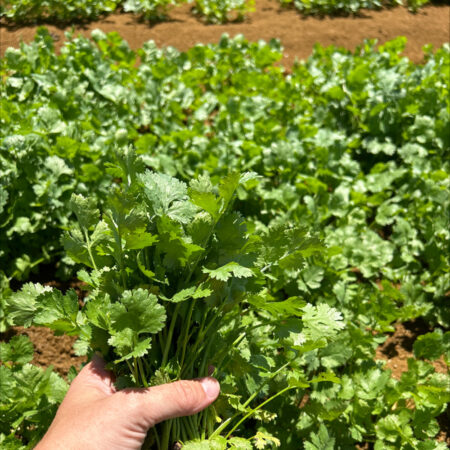 Coriander - Zante