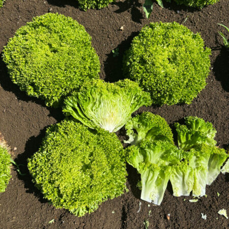 Frill Lettuce - Lollopio