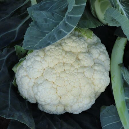 Cauliflower - Aerospace F1