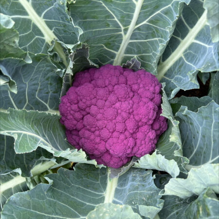 Cauliflower - Hipster F1
