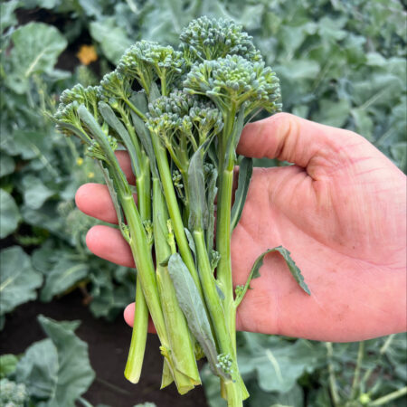 Broccoli bunching - Atractix F1
