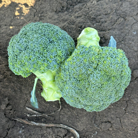 Broccoli - Kingy F1