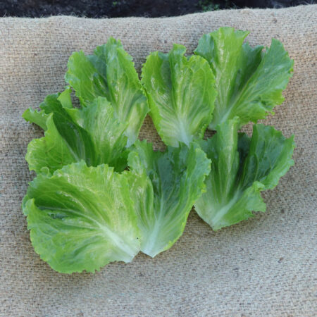 Multileaf Lettuce - Grewger