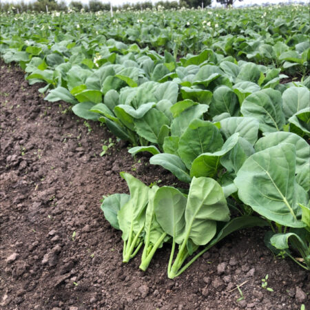 Chinese Broccoli - Gazza F1