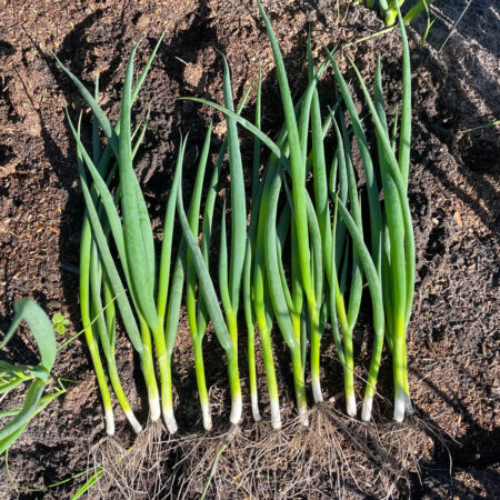 Spring Onion - Haru F1