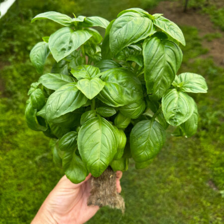Basil - Aya Prospera® F1