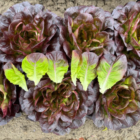 Mulitleaf Lettuce - Gregorio