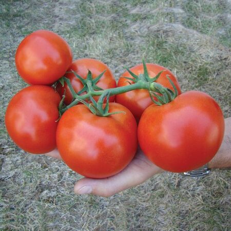 Tomato - Izmir F1
