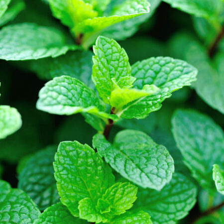 Mint - Peppermint