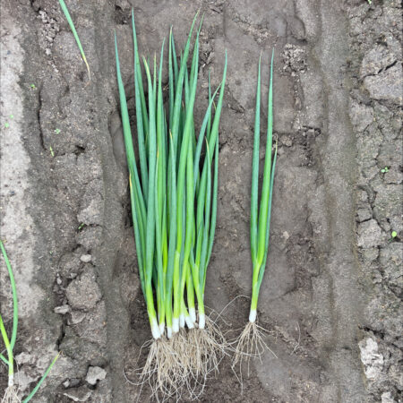Spring Onion - ONB25208 F1