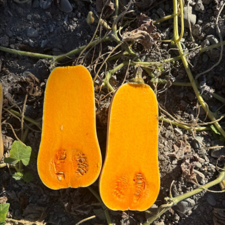 Butternut Squash / Pumpkin - Magnum F1