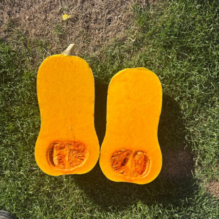 Butternut Squash / Pumpkin - Axis F1