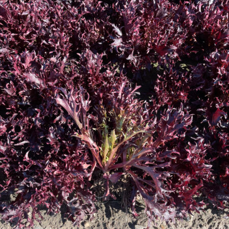 Baby Leaf Lettuce - Redstar