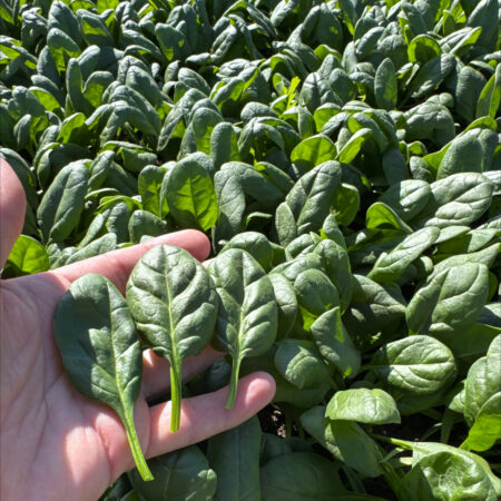 Spinach - El Capoeira F1