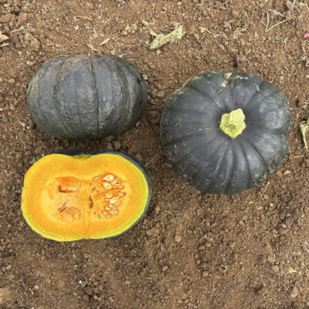 Supermarket Squash - Greenstone F1