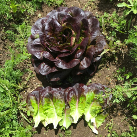 Multileaf Lettuce - Gregorio
