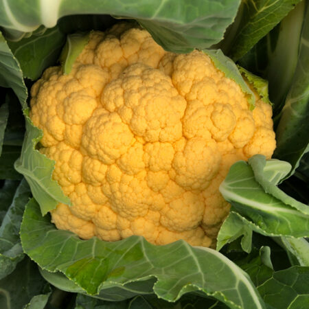 Cauliflower - Flame Star F1