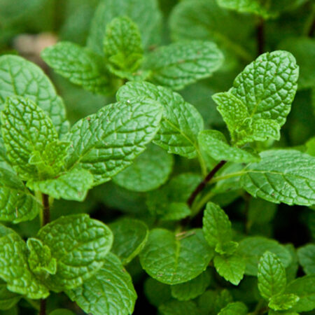 Mint - Spearmint